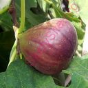 fig (Oops! image not found)